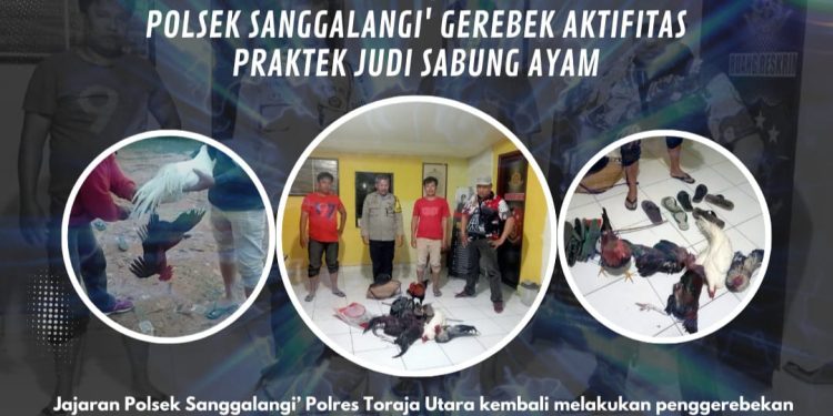 Gerebek Praktek Judi Sabung Ayam, Polsek Sanggalangi’ Amankan 5 Ekor Ayam di Rinding Kila’