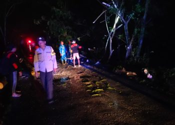 Polisi Ngawi Sigap Evakuasi Pohon Tumbang di Paron Akibat Hujan Lebat