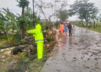 Polsek Padas Sigap Evakuasi Pohon Tumbang Akibat Hujan dan Angin Kencang di Ngawi