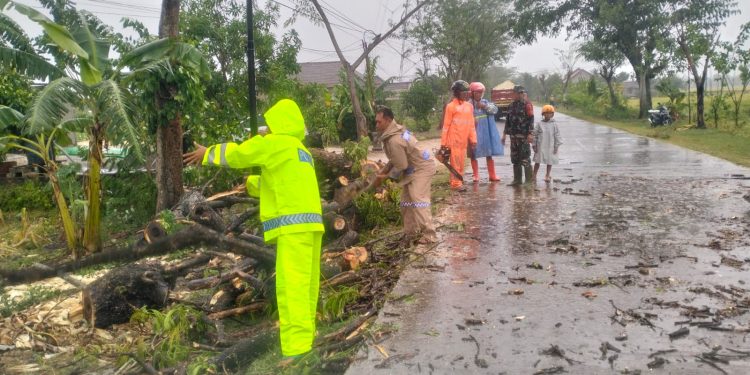 Polsek Padas Sigap Evakuasi Pohon Tumbang Akibat Hujan dan Angin Kencang di Ngawi