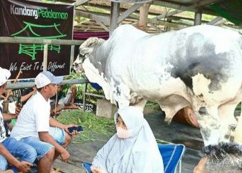 Pasar Hewan Terpadu Tulungagung diramaikan oleh kontes sapi tingkat nasional yang berlangsung selama dua hari, Sabtu dan Minggu 19-20 Oktober 2024