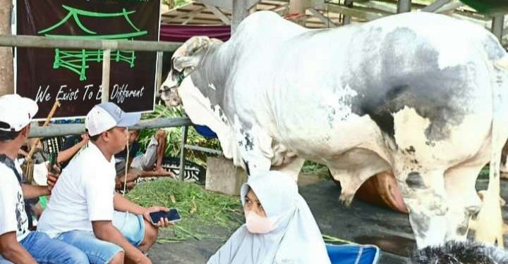 Pasar Hewan Terpadu Tulungagung diramaikan oleh kontes sapi tingkat nasional yang berlangsung selama dua hari, Sabtu dan Minggu 19-20 Oktober 2024