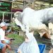 Pasar Hewan Terpadu Tulungagung diramaikan oleh kontes sapi tingkat nasional yang berlangsung selama dua hari, Sabtu dan Minggu 19-20 Oktober 2024