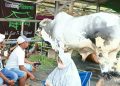Kontes Sapi Tingkat Nasional di Pasar Hewan Sumberdadi Berlangsung Lancar dan Kondusif