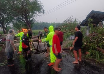 Gercep, Polsek Geneng Tangani Pohon Tumbang, Arus Lalin di Ngawi Kembali Lancar