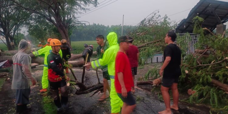 Gercep, Polsek Geneng Tangani Pohon Tumbang, Arus Lalin di Ngawi Kembali Lancar
