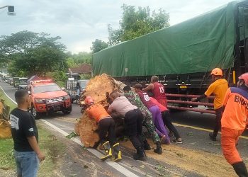 Evakuasi Pohon Tumbang Berlangsung Cepat, Arus Lalin di Ngawi Kembali Lancar