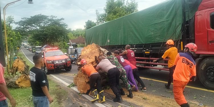 Evakuasi Pohon Tumbang Berlangsung Cepat, Arus Lalin di Ngawi Kembali Lancar