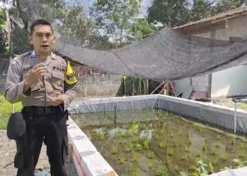 Polsek Lengkong Wujudkan Ketahanan Pangan dengan Kolam Belut dan Mina Padi