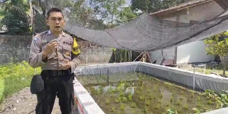 Polsek Lengkong Wujudkan Ketahanan Pangan dengan Kolam Belut dan Mina Padi