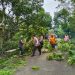 Keselamatan Warga Prioritas Utama, Polisi Ngawi Bersama Relawan Potong Pohon Rawan Tumbang