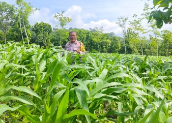 Polres Nganjuk Optimis Hasil Panen Jagung di Ngluyu dan Bagor Akan Memuaskan