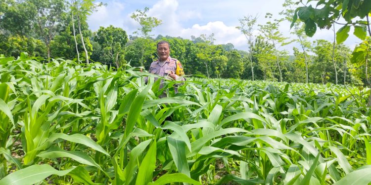 Polres Nganjuk Optimis Hasil Panen Jagung di Ngluyu dan Bagor Akan Memuaskan