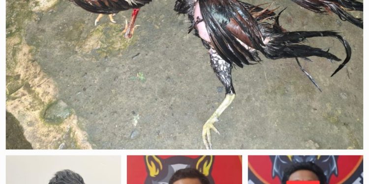 Nekat Melakukan Perlawanan, Polres Toraja Utara Amankan Pelaksana, Wasit dan Pelaku Judi Sabung Ayam di Kecamatan Sopai