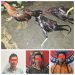 Nekat Melakukan Perlawanan, Polres Toraja Utara Amankan Pelaksana, Wasit dan Pelaku Judi Sabung Ayam di Kecamatan Sopai