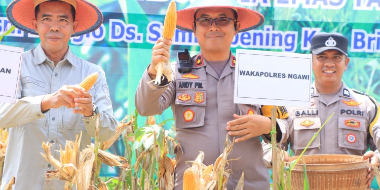 Polres Ngawi Panen Raya Jagung Untuk Ketahanan Pangan