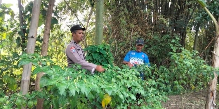 Polsek Kwadungan Laksanakan Patroli Program P2B untuk Ketahanan Pangan