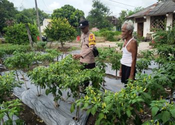 Bhabinkamtibmas Desa Begal Patroli P2B Cek Ketahanan Pangan