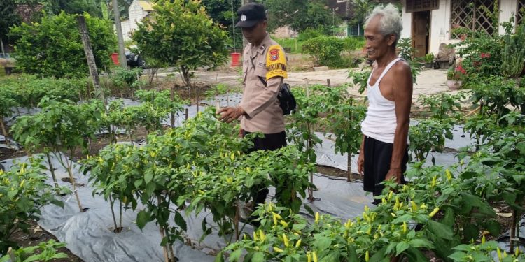 Bhabinkamtibmas Desa Begal Patroli P2B Cek Ketahanan Pangan