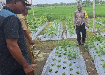 Dukung Program Ketahanan Pangan Bhabinkamtibmas Desa Purwosari Kecamatan Kwadungan Laksanakan Patroli P2B