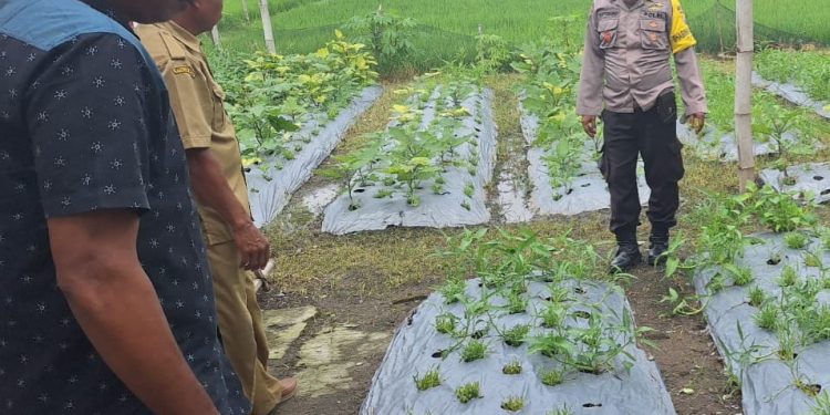 Dukung Program Ketahanan Pangan Bhabinkamtibmas Desa Purwosari Kecamatan Kwadungan Laksanakan Patroli P2B