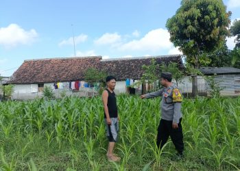 Bhabinkamtibmas Mancon Monitoring Lahan Jagung Warga Binaan