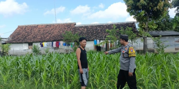 Bhabinkamtibmas Mancon Monitoring Lahan Jagung Warga Binaan