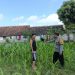 Bhabinkamtibmas Mancon Monitoring Lahan Jagung Warga Binaan