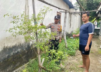 Pantau Tanaman Cabai, Polsek Loceret Dukung Ketahanan Pangan Warga