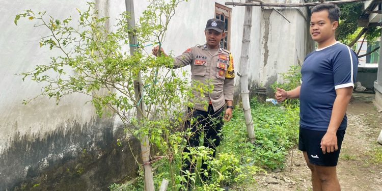Pantau Tanaman Cabai, Polsek Loceret Dukung Ketahanan Pangan Warga