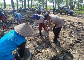 Dukung Ketahanan Pangan di Ngawi, Polsek Pitu Tanam Jagung di Lahan Kehutanan Sosial