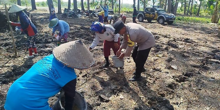 Dukung Ketahanan Pangan di Ngawi, Polsek Pitu Tanam Jagung di Lahan Kehutanan Sosial