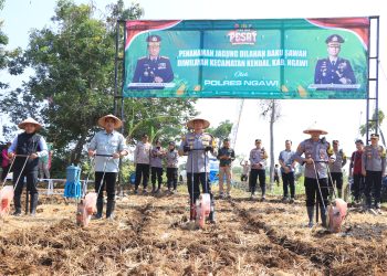 Dukung Ketahanan Pangan, Polres Ngawi Tanam Jagung di Lahan Baku Sawah Kendal