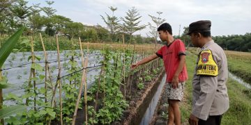 Polsek Jajaran Polres Ngawi Gelar Program P2B, Dukung Ketahanan Pangan