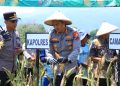 Dukung Asta Cita Presiden RI, Polres Ngawi Panen Raya Jagung di Desa Hargosari