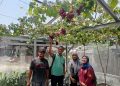 Kelompok Tani Sememi Jaya Kreatif Ikut Lomba Penanaman Cabai Rawit se-Kota Surabaya