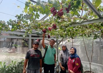 Kelompok Tani Sememi Jaya Kreatif Ikut Lomba Penanaman Cabai Rawit se-Kota Surabaya