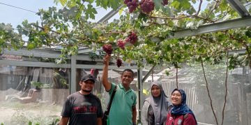 Kelompok Tani Sememi Jaya Kreatif Ikut Lomba Penanaman Cabai Rawit se-Kota Surabaya