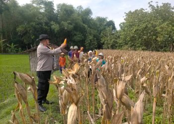 Dukung Ketahanan Pangan Nasional di Ngawi, Polsek Geneng Bersama Petani Gelar Panen Jagung