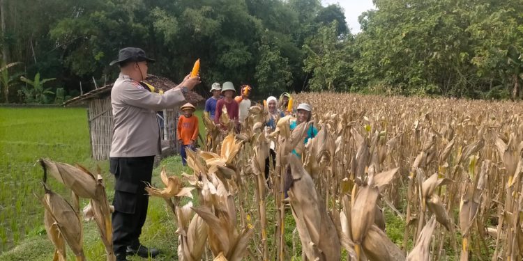 Dukung Ketahanan Pangan Nasional di Ngawi, Polsek Geneng Bersama Petani Gelar Panen Jagung
