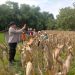 Dukung Ketahanan Pangan Nasional di Ngawi, Polsek Geneng Bersama Petani Gelar Panen Jagung