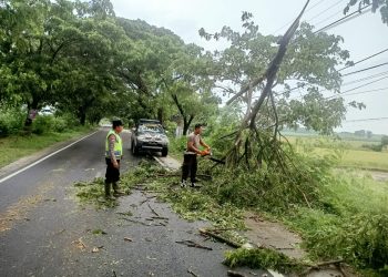 Polsek Kwadungan Potong Pohon yang Potensi Bahayakan Pengguna Jalan di Ngawi