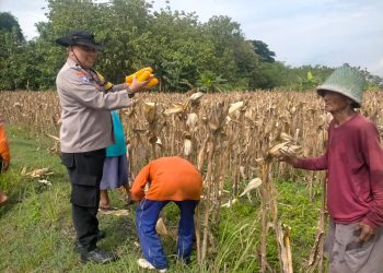 Dukung Ketahanan Pangan di Ngawi, Polsek Geneng Monitoring Panen Jagung di Lahan Binaan Polri