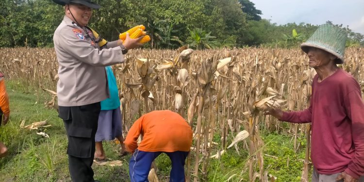 Dukung Ketahanan Pangan di Ngawi, Polsek Geneng Monitoring Panen Jagung di Lahan Binaan Polri