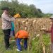 Dukung Ketahanan Pangan di Ngawi, Polsek Geneng Monitoring Panen Jagung di Lahan Binaan Polri