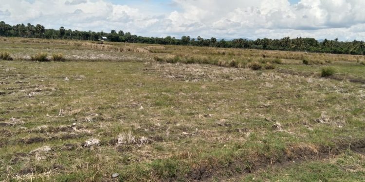 Hujan Tak Kunjung Datang,4 kecamatan Di Kabupaten Jeneponto Hingga Saat Ini Petani Belum Tanam Jagung Dan Padi