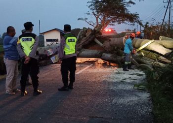 Pohon Tumbang Tutup Akses Jalan, Polsek Kedunggalar Polres Ngawi Gerak Cepat Lakukan Evakuasi