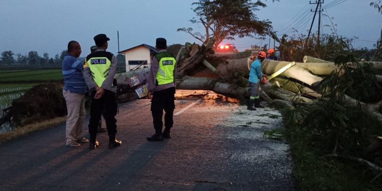 Pohon Tumbang Tutup Akses Jalan, Polsek Kedunggalar Polres Ngawi Gerak Cepat Lakukan Evakuasi