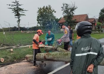 Polisi Ngawi Sigap Evakuasi Pohon Tumbang di Kedunggalar, Arus Lalu Lintas Kembali Normal