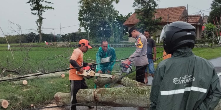 Polisi Ngawi Sigap Evakuasi Pohon Tumbang di Kedunggalar, Arus Lalu Lintas Kembali Normal